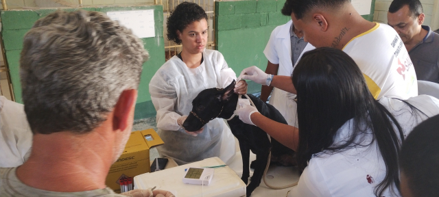 Treinamento sobre coleta de sangue dos cães para a realização de testes rápidos e sorológicos
